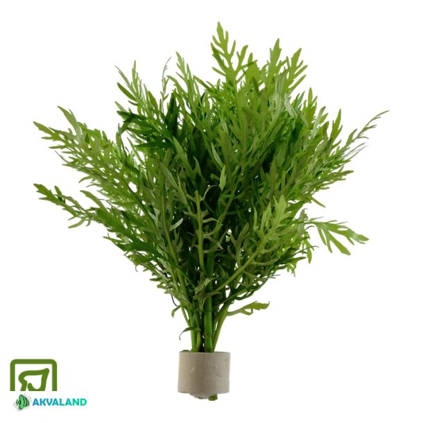 Hygrophila difformis - Bundt