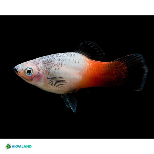 Platy - Tricolor