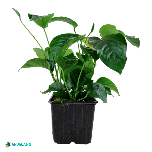 Anubias barteri caladiifolia - XL Potte
