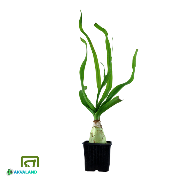 Crinum Thaianum - XL Potte