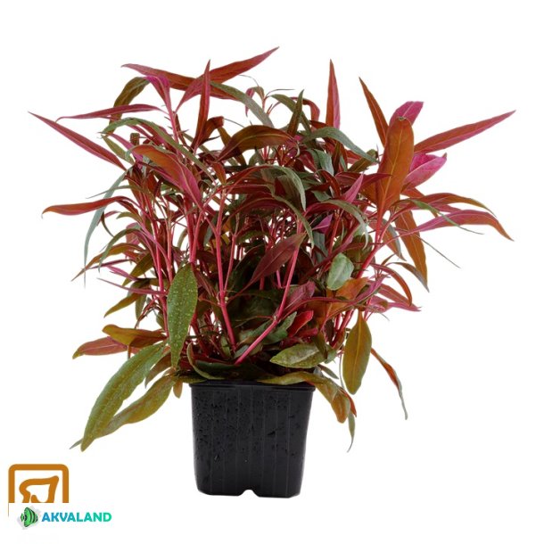 Alternanthera Reineckii 'Pink' - XL Potte