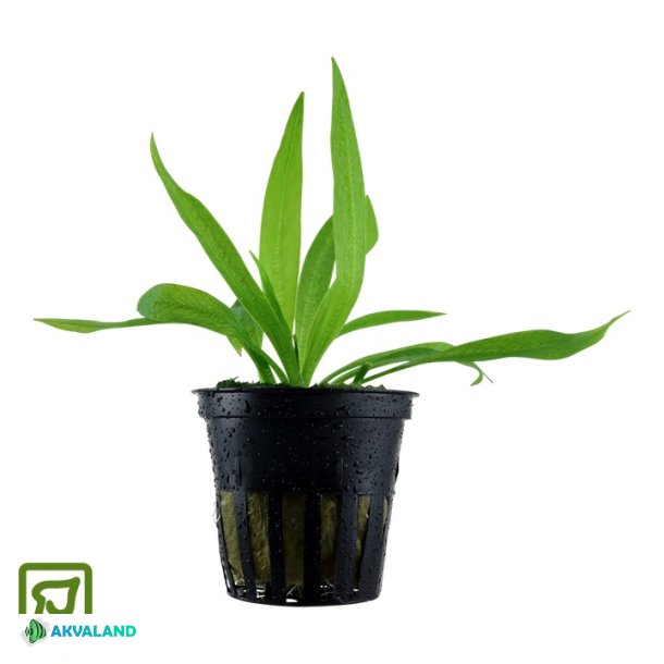 Helanthium bolivianum 'Quadricostatus' - Potte