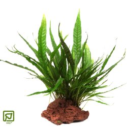 Microsorum Pteropus - P sten