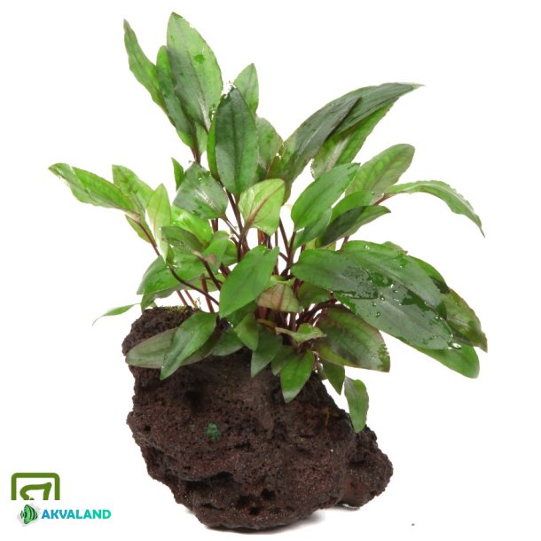 Cryptocoryne beckettii 'Petchii' - P sten