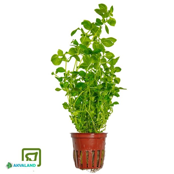 Ludwigia Palustris 'Green' - Potte