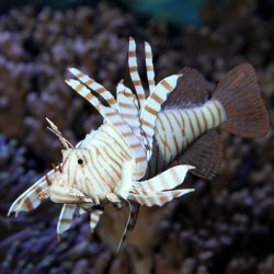 JBL - Lionfish