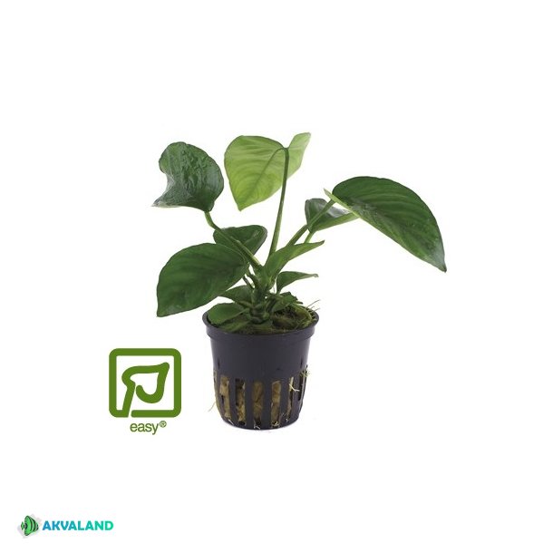 Anubias barteri caladiifolia - Potte
