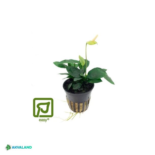 Anubias barteri var. nana - Potte