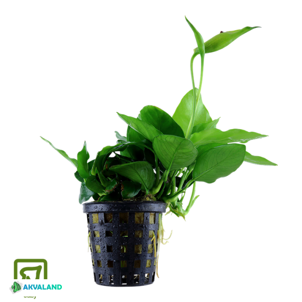 Anubias barteri var. nana 'Large' - Potte