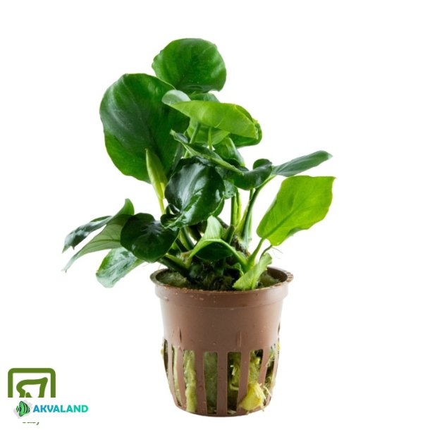 Anubias barteri 'Coin Leaf' - Potte