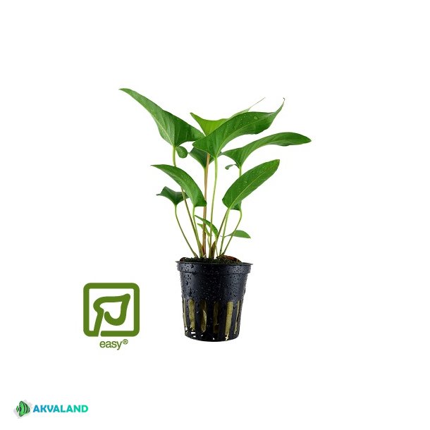 Anubias gracilis - Potte