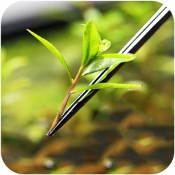 AQUAPRO Pincet 33cm - Lige