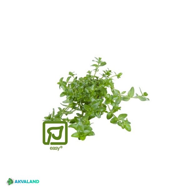 Bacopa Caroliniana - Potte