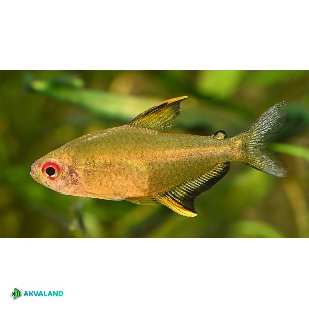 Citron Tetra