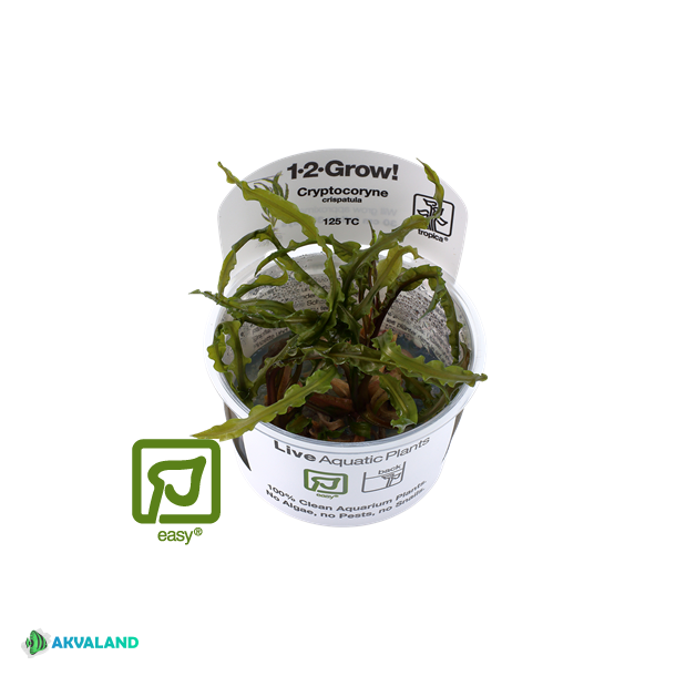 Myriophyllum "Guyana" 1-2 Grow!
