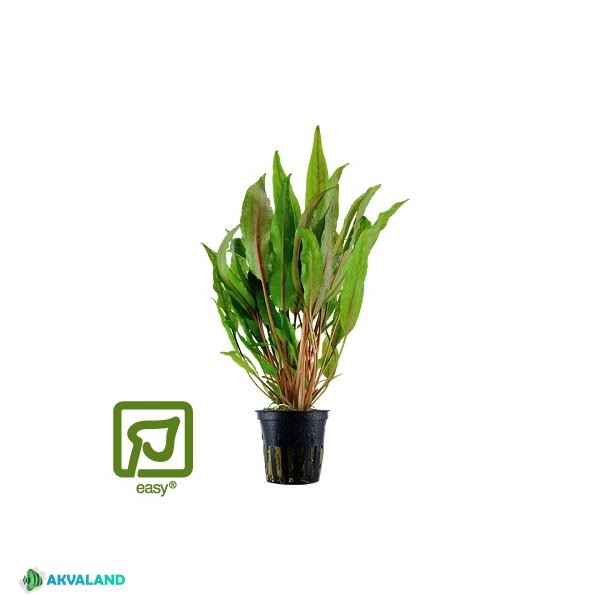 Cryptocoryne undulata 'Broad Leaves' - Potte