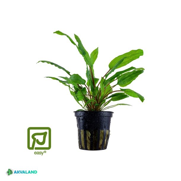 Cryptocoryne wendtii 'Green' - Potte