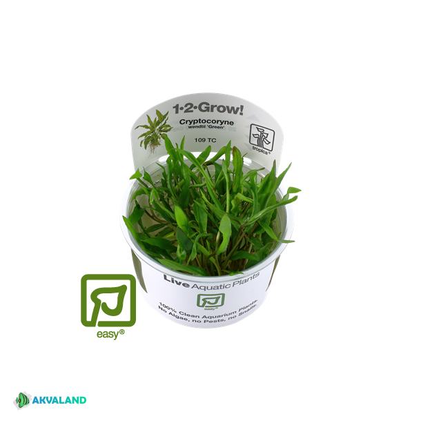 Cryptocoryne wendtii 'Green' 1-2 Grow!
