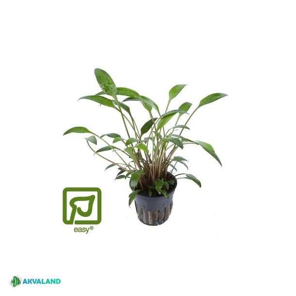 Cryptocoryne x willisii - Potte