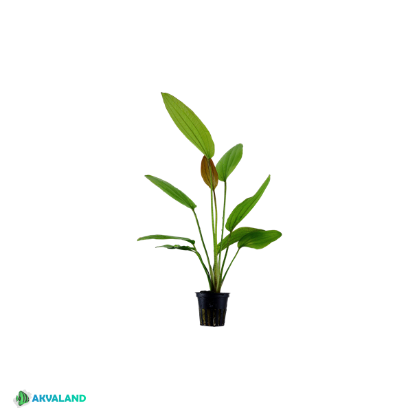 Echinodorus 'Ros' - Potte