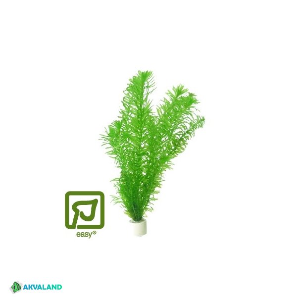 Egeria Densa - Bundt