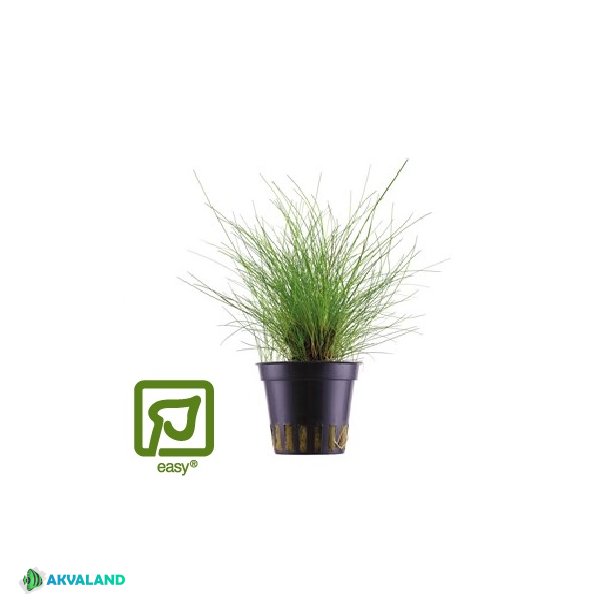 Eleocharis Parvula - Potte