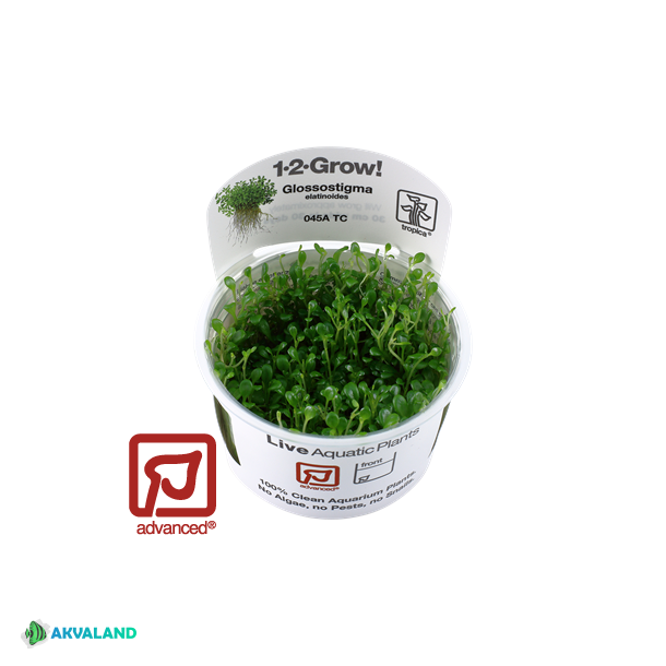 Glossostigma elatinoides 1-2 Grow!