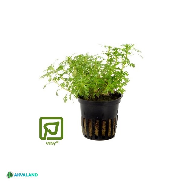 Hottonia Palustris - Potte