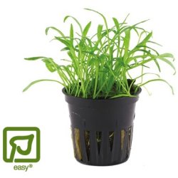 Lilaeopsis Brasiliensis - Potte