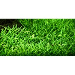 Lilaeopsis Brasiliensis - Potte