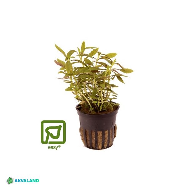 Limnophila Hippuridoides - Potte
