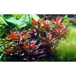 Ludwigia Glandulosa - Potte