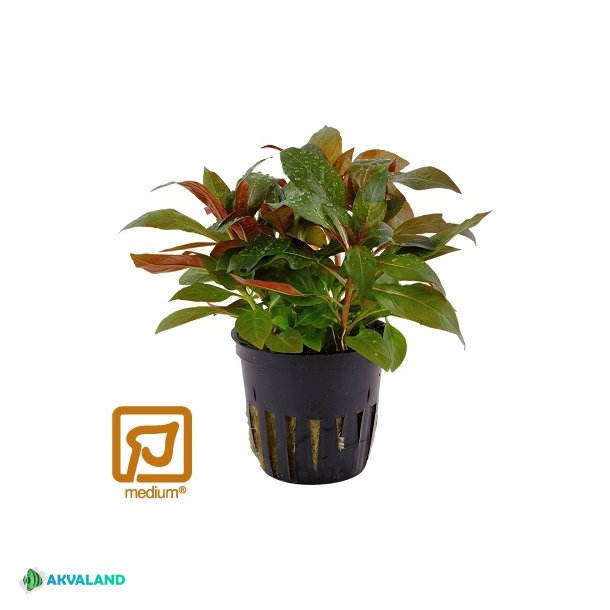 Ludwigia Glandulosa - Potte
