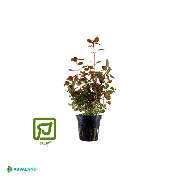 Ludwigia Palustris 'Super Red' - Potte