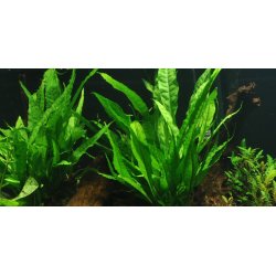 Microsorum Pteropus - P sten