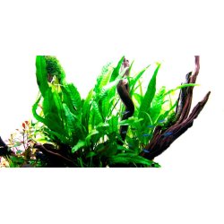 Microsorum Pteropus - P sten