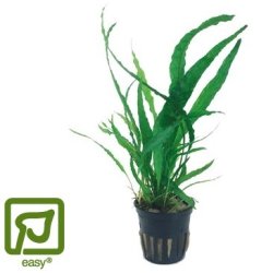 Microsorum Pteropus - Potte