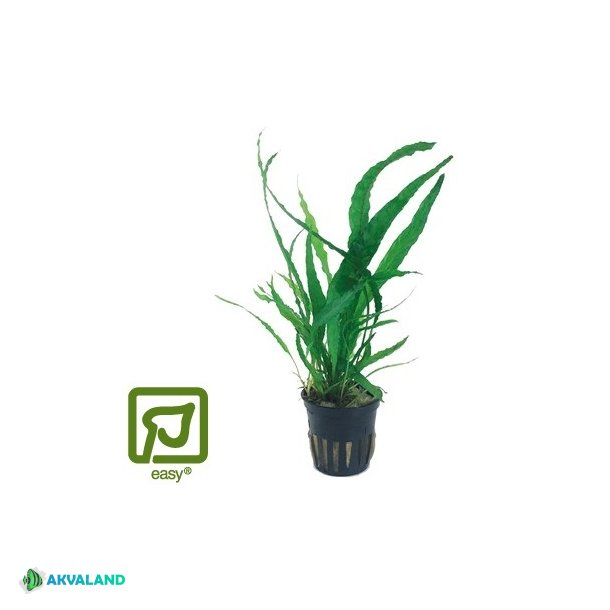 Microsorum Pteropus - Potte