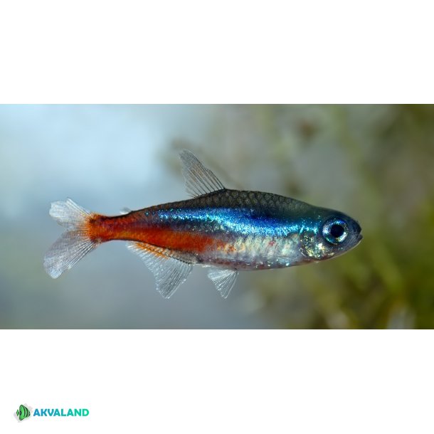 Neon Tetra