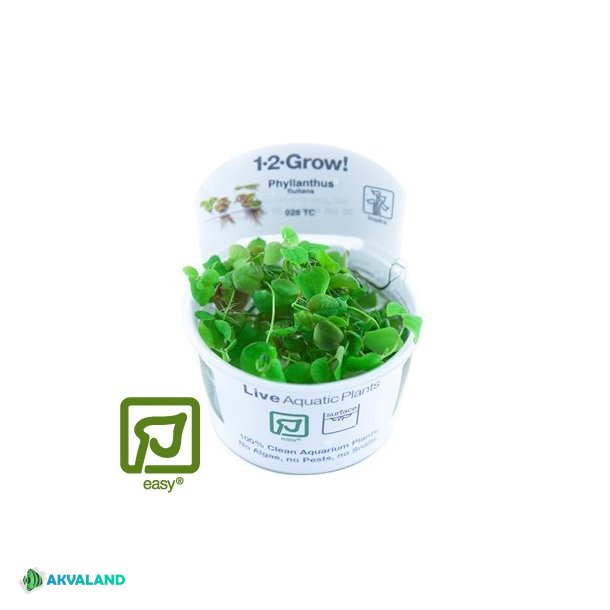 Phyllanthus fluitans 1-2 Grow!