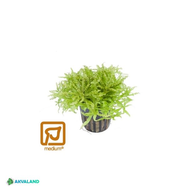 Pogostemon Helferi - Potte