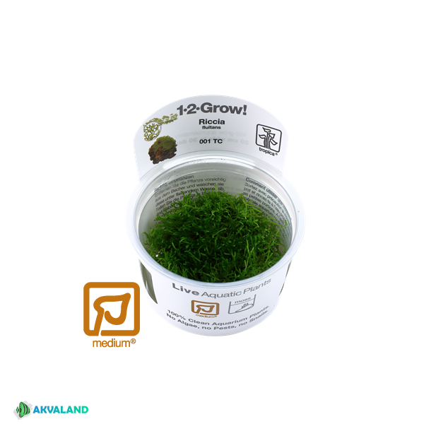 Riccia fluitans 1-2 Grow!