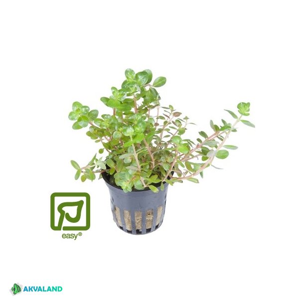 Rotala Rotundifolia - Potte
