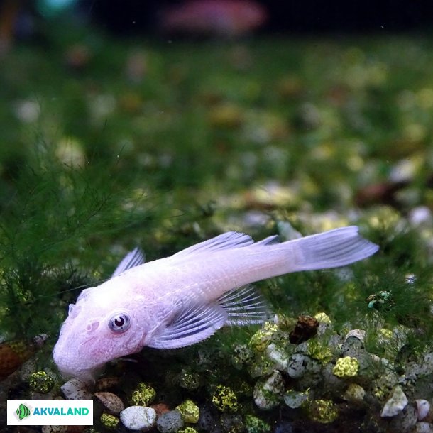 Ancistrus sp - Snow White