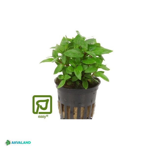 Staurogyne Repens - Pakning