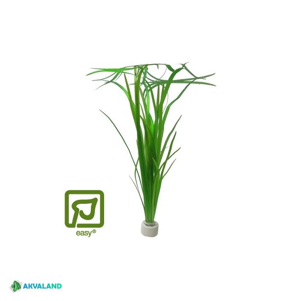 Vallisneria Americana 'Natans' - Bundt