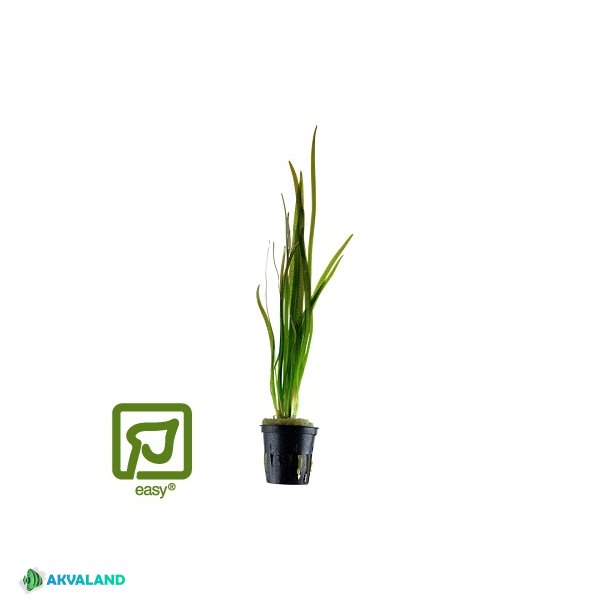 Vallisneria Spiralis 'Tiger' - Potte