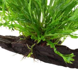 Microsorum Pteropus 'Windelov' - P tr