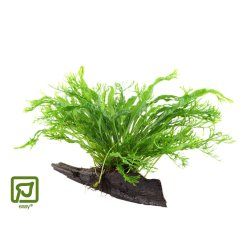 Microsorum Pteropus 'Windelov' - P tr