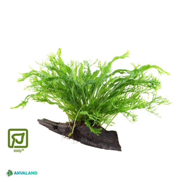 Microsorum Pteropus 'Windelov' - P tr